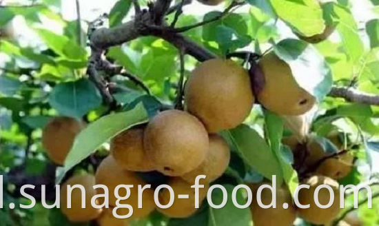 Box Of Golden Crown Pears